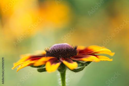 Echinacea flower against soft colorful bokeh background. Echinacea flower closeup, blurred background.