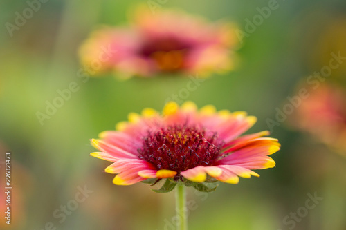 Gorgeous Indian Blanket  Gaillardia pulchella  flowers close-up  blurred background