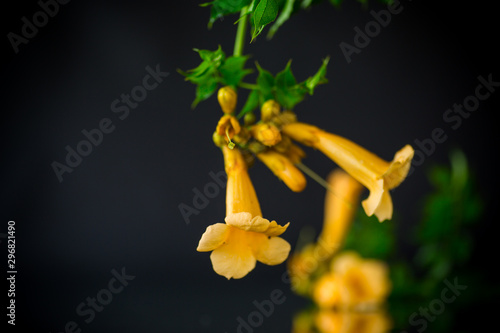 Blooming curly flower kampsis on a branch, black background. photo