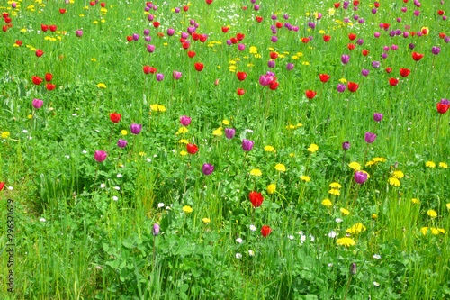 wild colorful tulips on a green meadow in spring