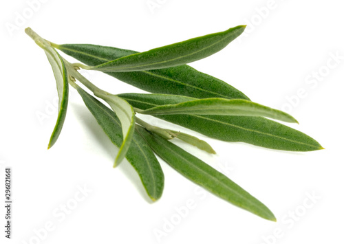 Fototapeta Naklejka Na Ścianę i Meble -  olive branch on a white