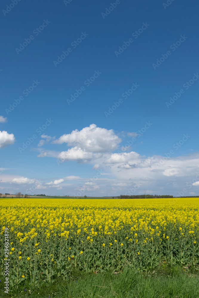 Canola field under blue sky