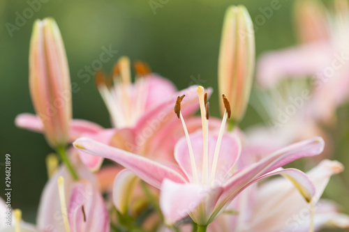 pink lily flower closeup  blurred background. Pink lilly in the garden. Pink lilly in the garden  flower details  close-up  blurred background.