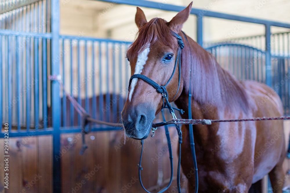 Fototapeta premium Abandoned tied horse in stable, animals and nature