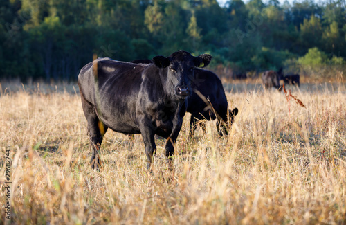 Fototapeta Naklejka Na Ścianę i Meble -  Black cows on a hay field