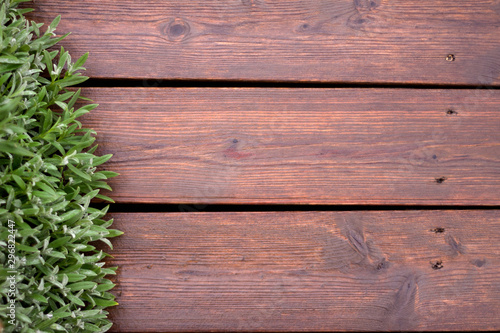 green leaves on wooden wet background