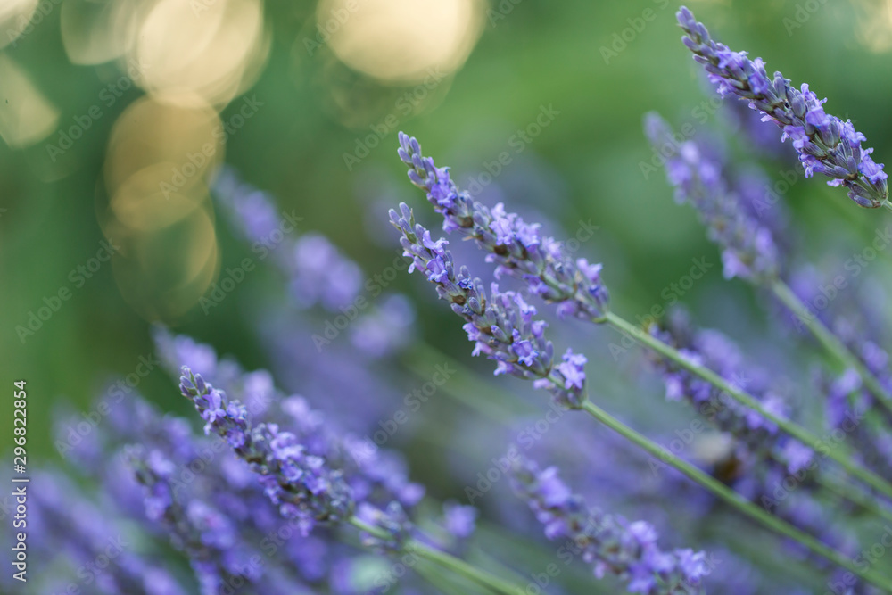 Obraz premium Wonderful blue lavender flowers, selective focus, beautiful bokeh. 