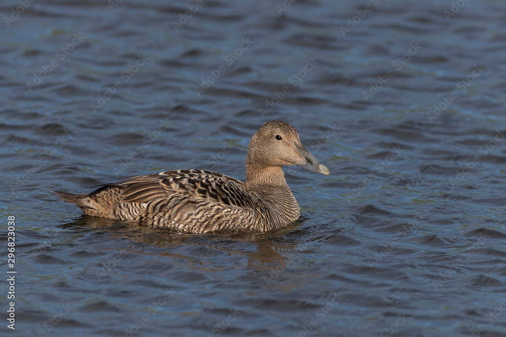 Female Common Eider Duck and Chick on fresh water pond in Iceland Female Common Eider Duck and Chick on fresh water pond in Iceland