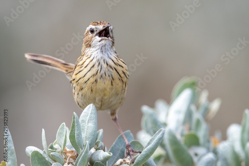 Striated Fieldwren in Australia photo