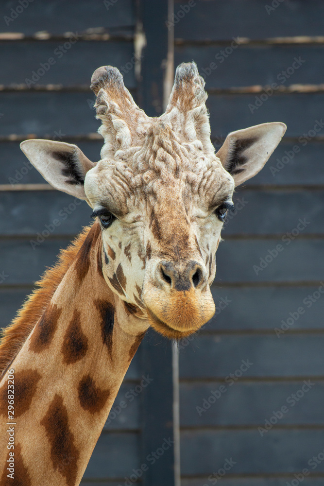 Fototapeta premium Giraffe eating a carrot
