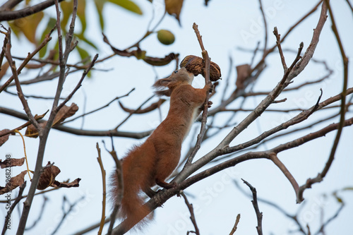 squirrel animal eating walnut in a tree © Ioan Panaite