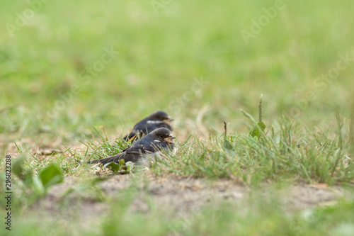 Young barn swallow  Hirundo rustica  catch insects in flight. Young barn swallow  Hirundo rustica  catch insects in flight over green grass.