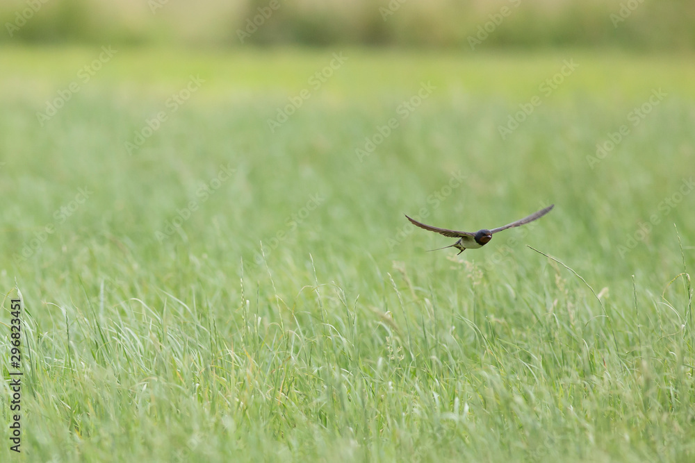 Young barn swallow (Hirundo rustica) catch insects in flight. Young barn swallow (Hirundo rustica) catch insects in flight over green grass. Young barn swallow (Hirundo rustica) catch insects in flight. Young barn swallow (Hirundo rustica) catch insects in flight over green grass.