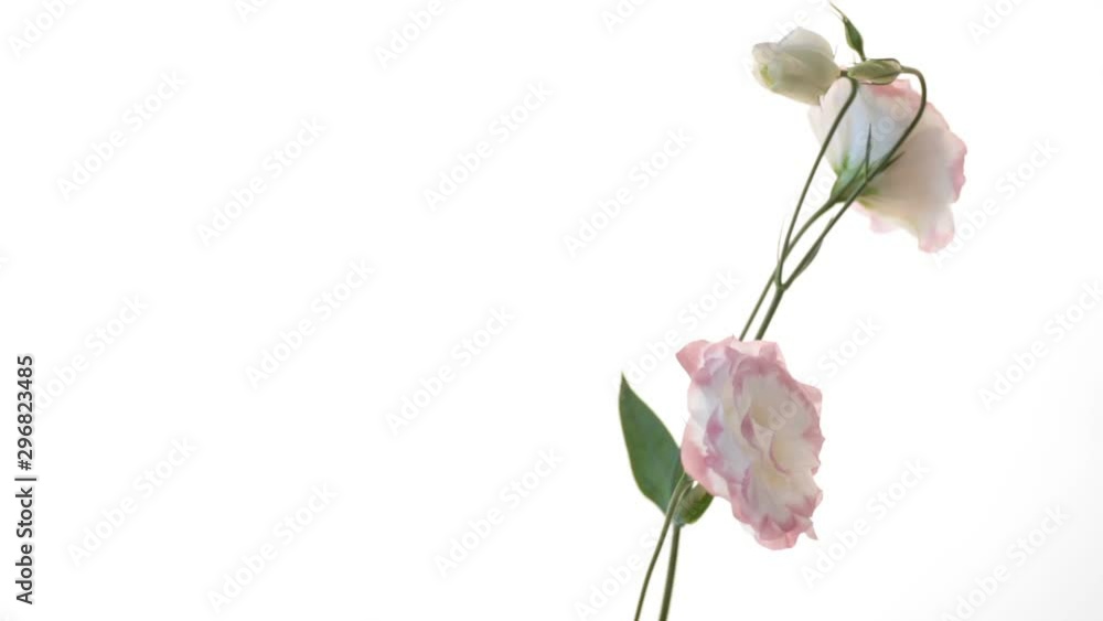 beautiful pink lisianthus flowers isolated on white beautiful pink lisianthus flowers isolated on white