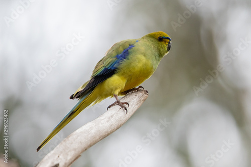 Blue-winged Parrot in Australia