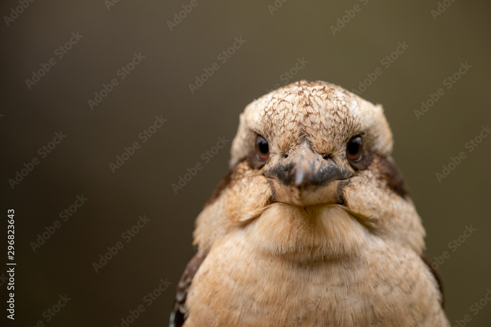 Obraz premium Laughing Kookaburra in Australia