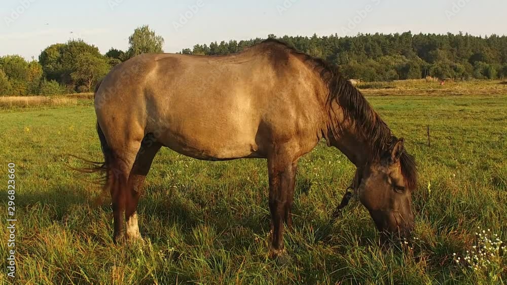 Horse grazes in summer meadow on thick rope. Morning on green field near farm Horse grazes in summer meadow on thick rope. Morning on green field near farm