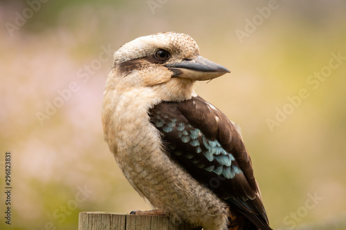 Canvas Print Laughing Kookaburra in Australia