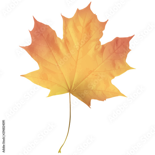 Realistic maple leaf isolated on white background