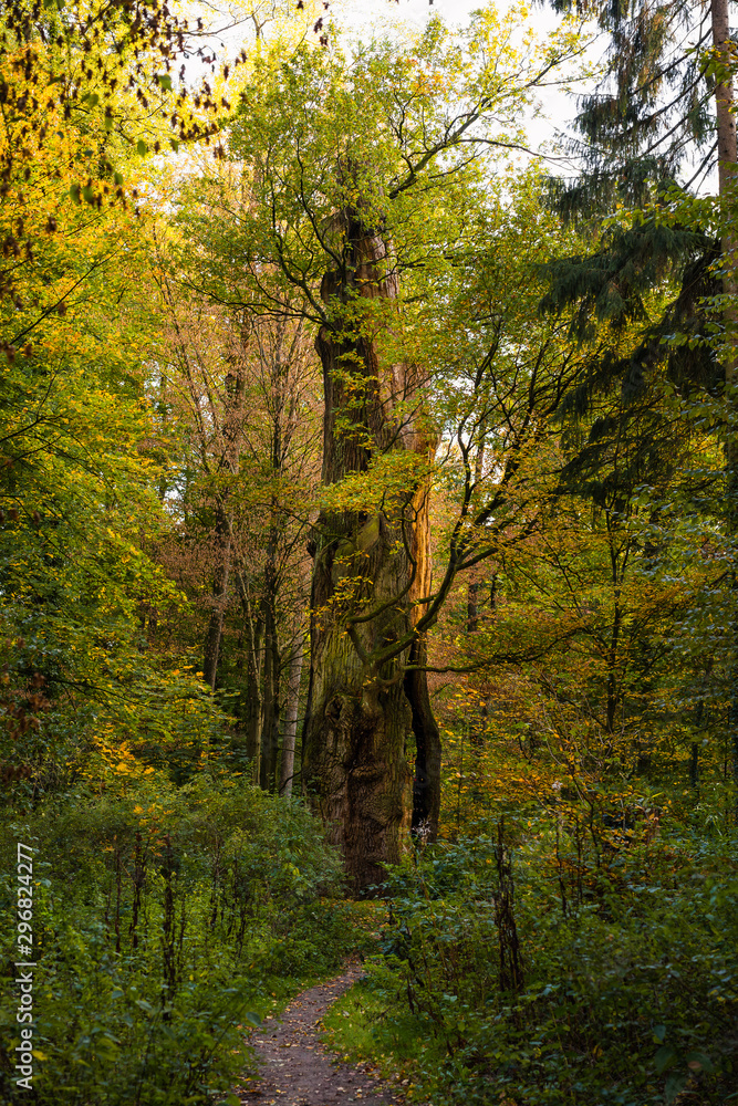 Die Tausendjährige Eiche im Herbst, Schloß Holte-Stukenbrock, Deutschland