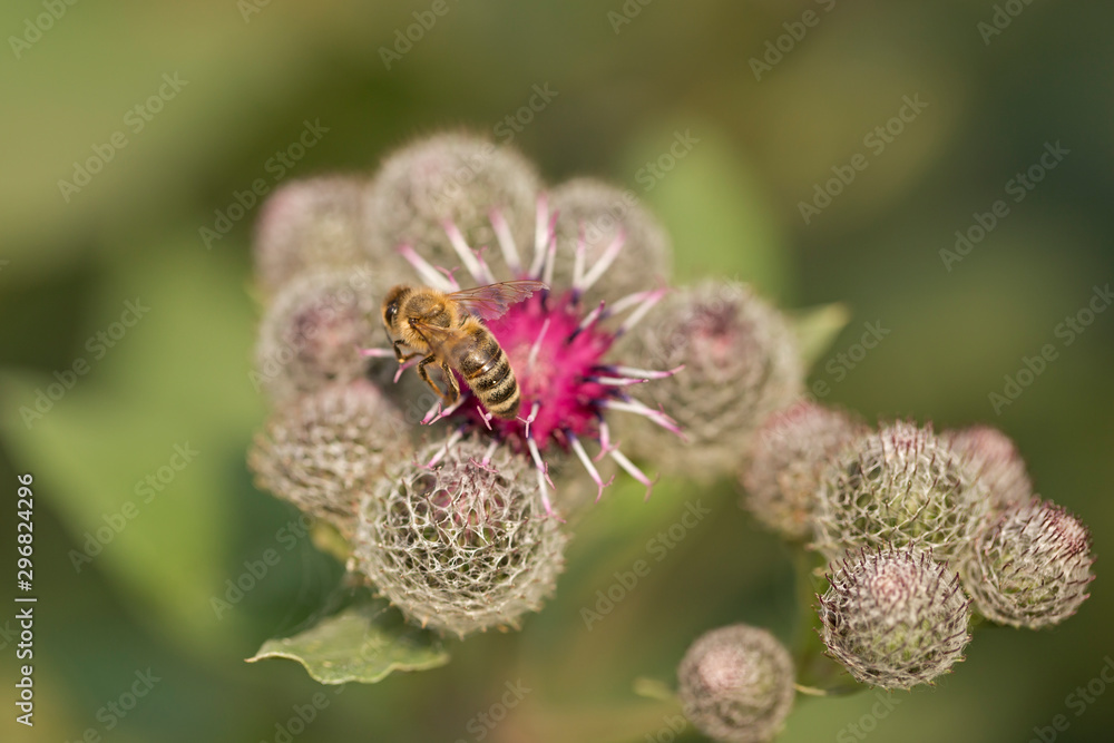 bee collects nectar on a Greater Burdock flower (Arctium lappa), soft background, macro view. bee on the flower Great Burdock (Arctium lappa). bee collects nectar on a Greater Burdock flower (Arctium lappa), soft background, macro view. bee on the flower Great Burdock (Arctium lappa).