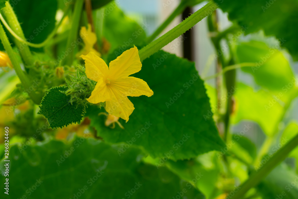 Young cucumber plant with leaves and little yellow flowers and buds are growing in greenhouse. Hothouse green vegetables Young cucumber plant with leaves and little yellow flowers and buds are growing in greenhouse. Hothouse green vegetables