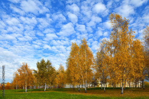 Birch trees. Golden autumn in Mitino Landscape Park. Moscow, Russia
