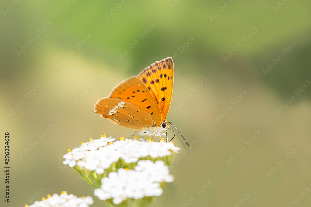 female Butterfly Sooty Copper (Lycaena tityrus) side view, blurred background, beautiful bokeh