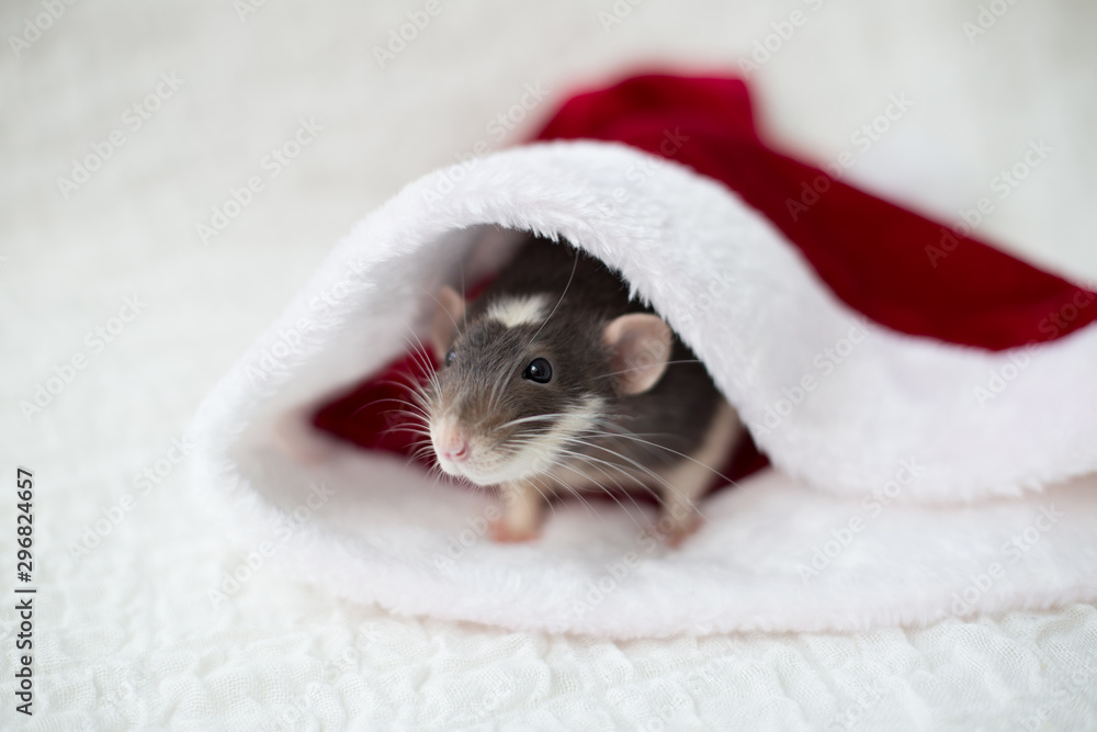 Christmas grey and white rat - a symbol of the new year 2020 sits and hides in the red hat of Santa Claus Christmas grey and white rat - a symbol of the new year 2020 sits and hides in the red hat of Santa Claus