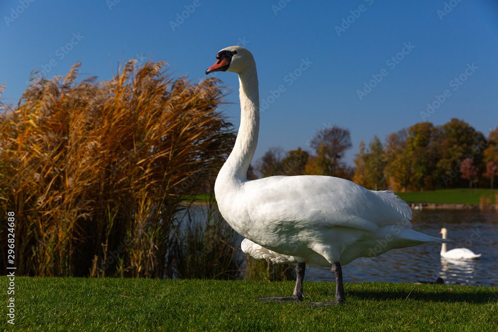 White beautiful swan near the lake White beautiful swan near the lake