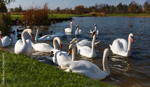 White beautiful swans on the lake