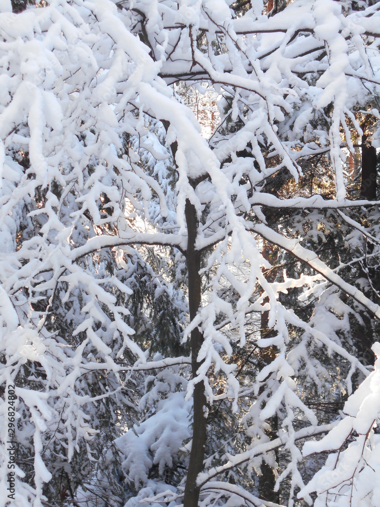 Tree branches covered in snow - obrazy, fototapety, plakaty 
