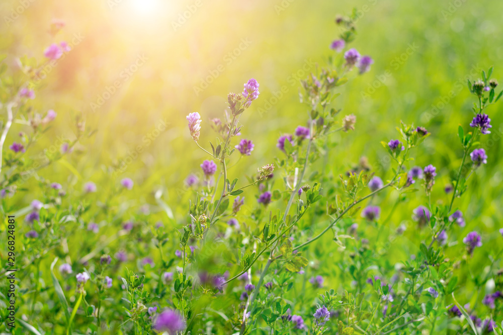 Obraz premium Blooming purple flowers. Alfalfa also called lucerne and Medicago sativa field in summertime on brighr sunlight with bokeh effect background