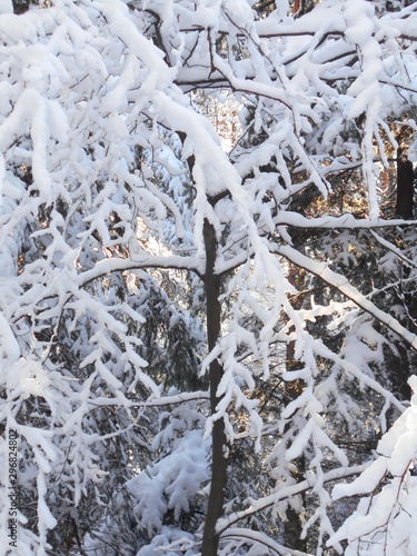 Tree branches covered in snow