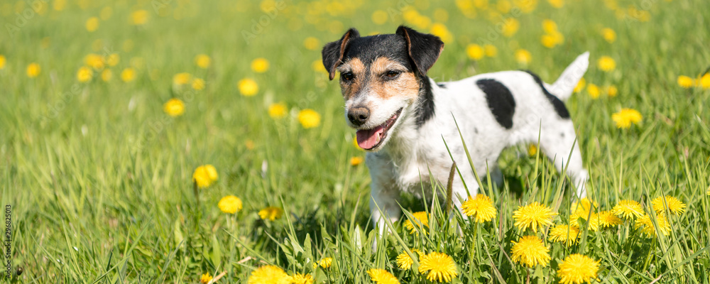 Cute Jack Russell Terrier dog is standing in a blooming meadow with dandelions in spring 3 years old Cute Jack Russell Terrier dog is standing in a blooming meadow with dandelions in spring 3 years old