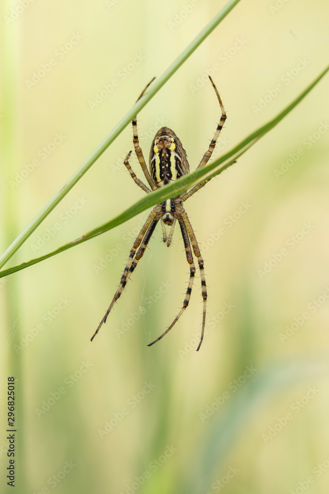 Wasp Spider (Argiope bruennichi) in the spider net in nature, blurred background. Wasp Spider (Argiope bruennichi) in the spider net in nature, blurred background.