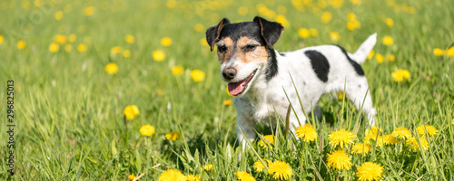 Cute Jack Russell Terrier dog is standing in a blooming meadow with dandelions in spring 3 years old