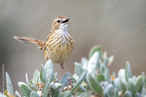 Striated Fieldwren in Australia photo