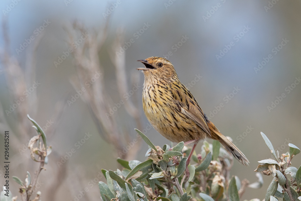 Striated Fieldwren in Australia Striated Fieldwren in Australia