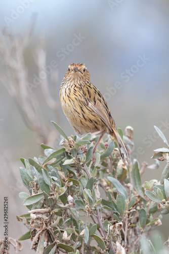 Striated Fieldwren in Australia photo