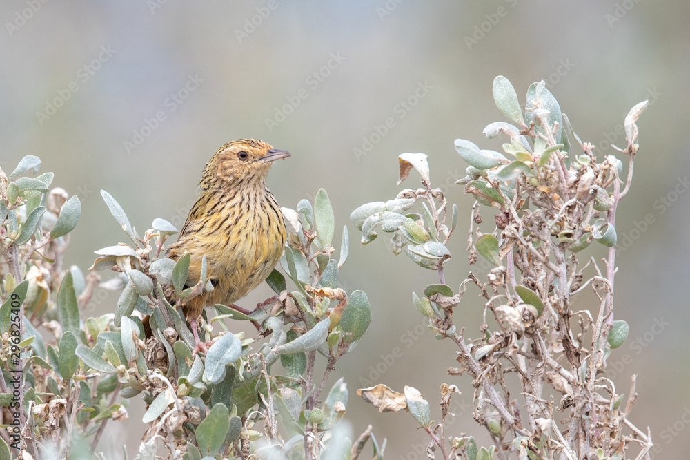 Fototapeta premium Striated Fieldwren in Australia