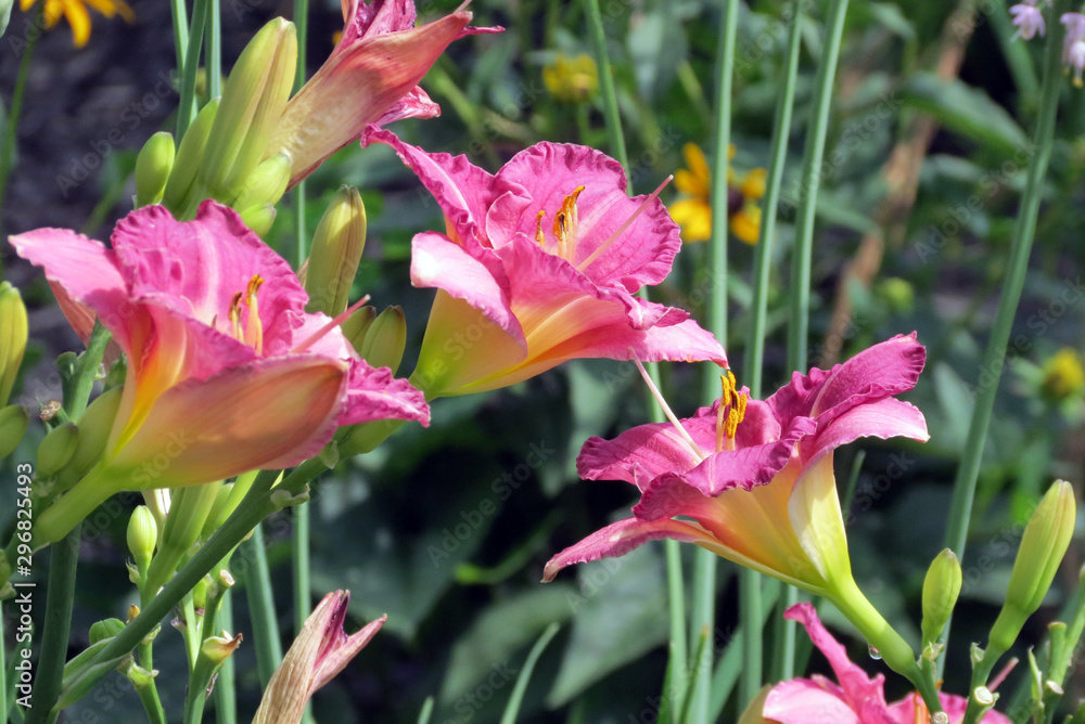 Fototapeta premium flowers in the garden