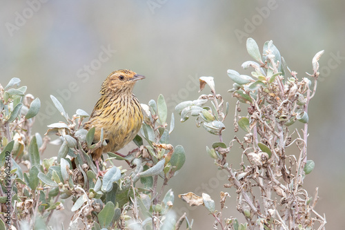 Striated Fieldwren in Australia photo