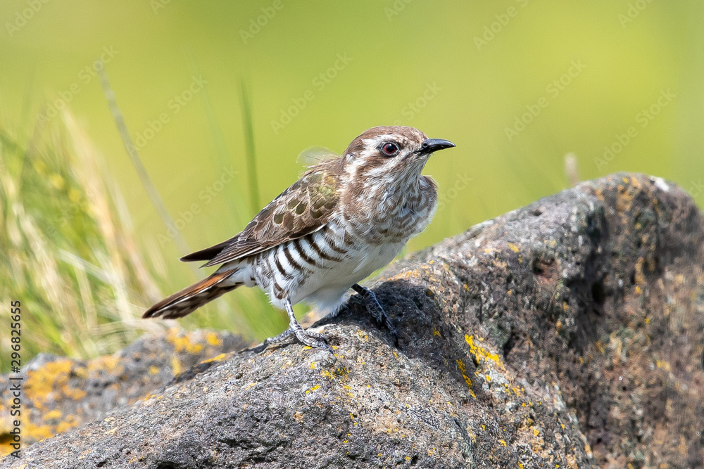 Fototapeta premium Horsfield's Bronze Cuckoo in Australia