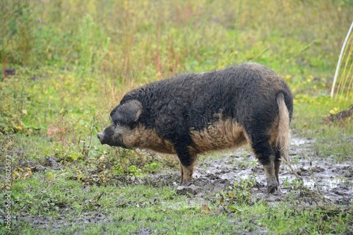 woolly pig