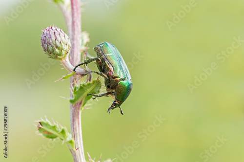 Imago Rose chafer (Cetonia aurata) in natural environment, closeup, blurred background.  © ihorhvozdetskiy