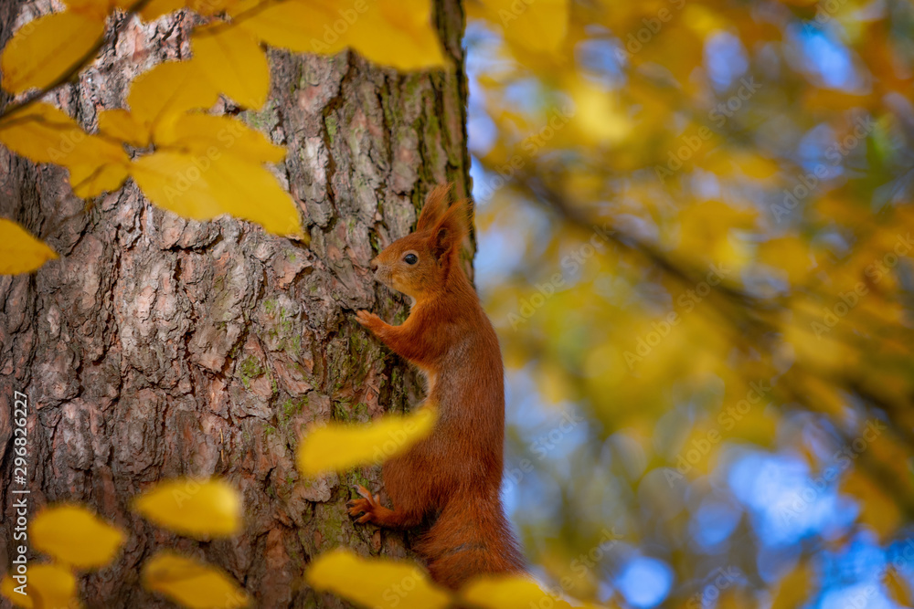 Słodka wiewiórka w naturalnym parku w ciepłym świetle poranka - obrazy, fototapety, plakaty 