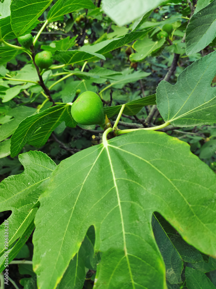 Figs on the branch of a fig tree Figs on the branch of a fig tree