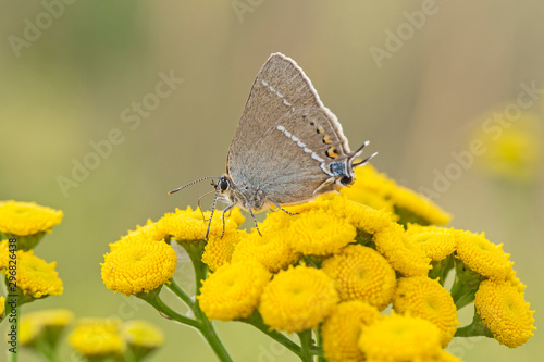 Satyrium spini, the blue spot hairstreak, is a butterfly in the family Lycaenidae. Satyrium spini - blue spot hairstreak.