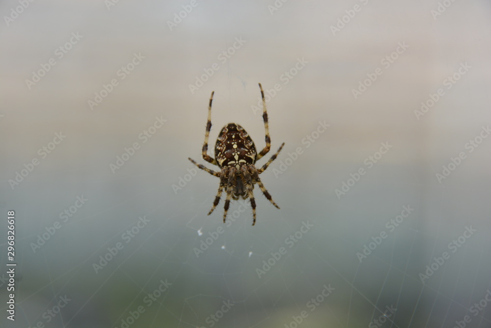 spider on a web spider on a web